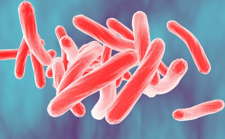 Bacteria which cause tuberculosis Mycobacterium tuberculosis, 3D illustration